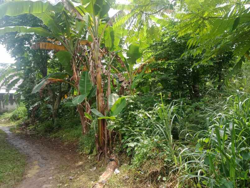 jual tanah murah di bawah njop mampang depok