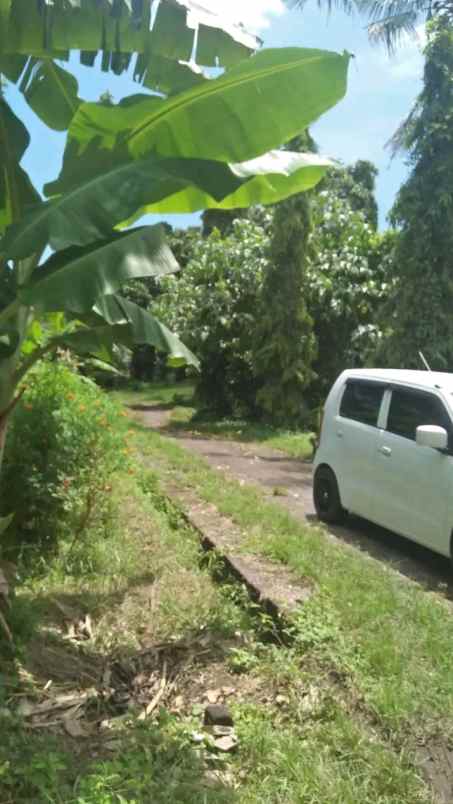 jual tanah view sawah sambangan buleleng bali