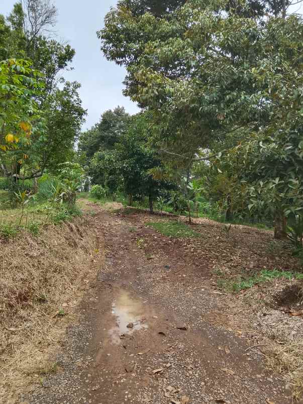 kebun durian dan cengkih jalan cagak subang