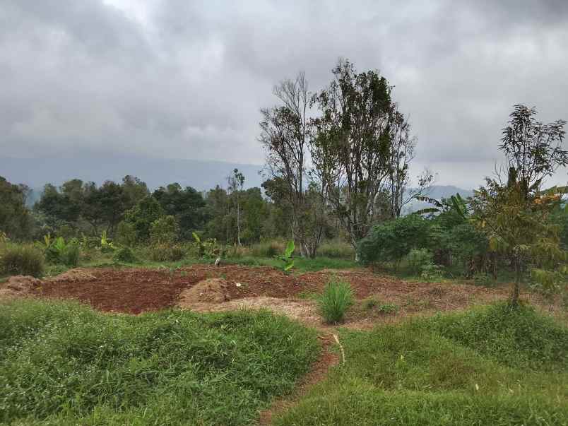 kebun durian dan cengkih jalan cagak subang