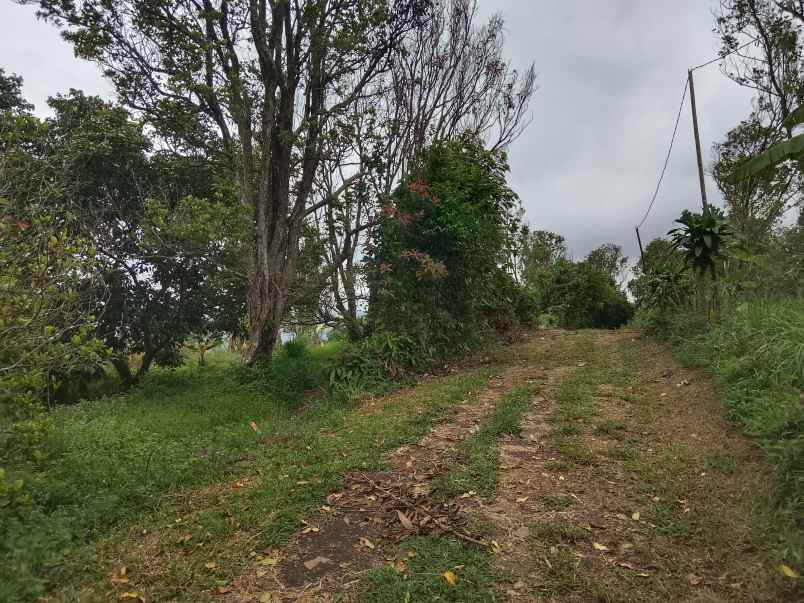 kebun durian dan cengkih jalan cagak subang