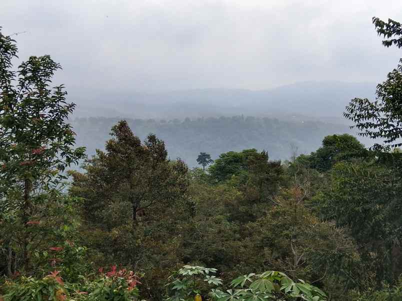 kebun durian dan cengkih jalan cagak subang