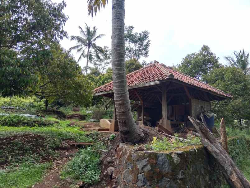 kebun durian produktif jalan cagak subang