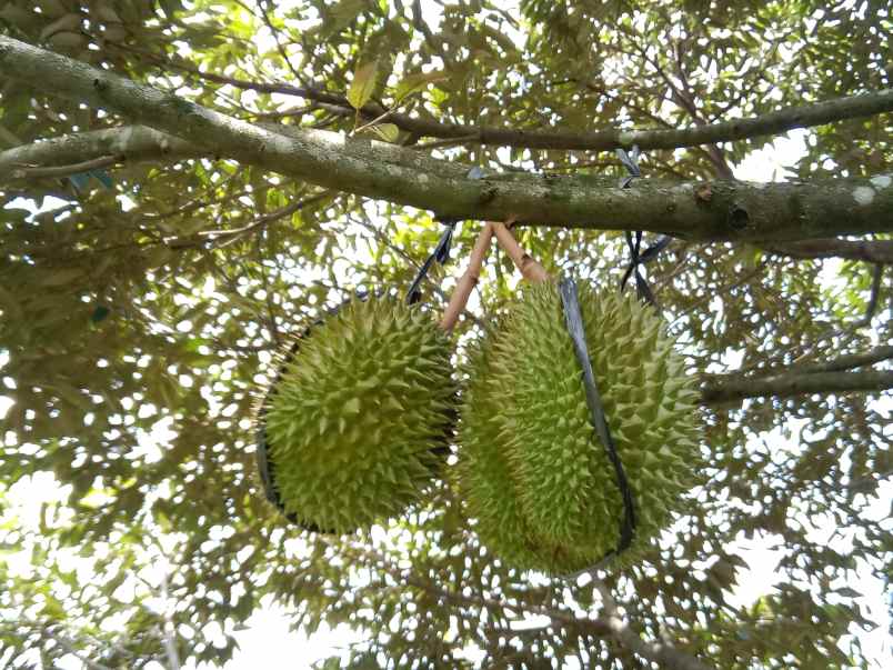 kebun durian produktif jalan cagak subang