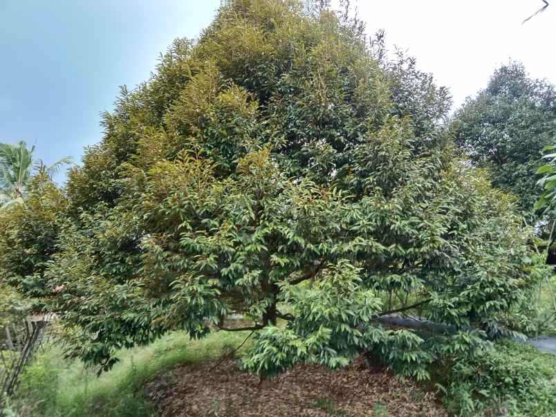 kebun durian produktif jalan cagak subang