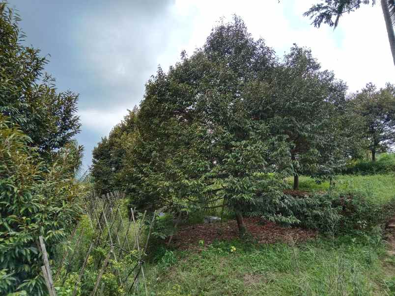 kebun durian produktif jalan cagak subang