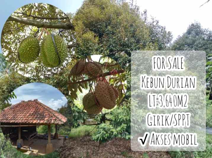 kebun durian produktif jalan cagak subang