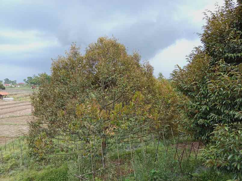 kebun durian produktif jalan cagak subang