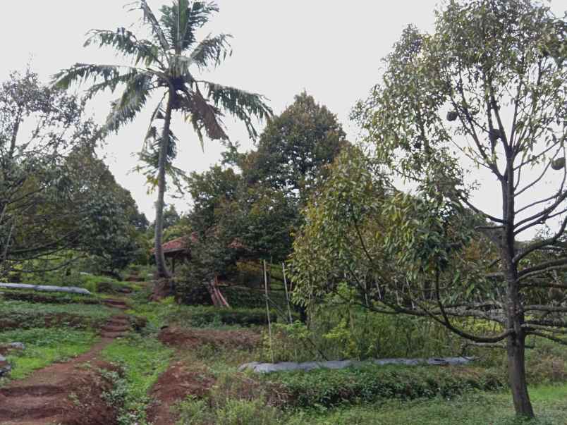 kebun durian produktif jalan cagak subang