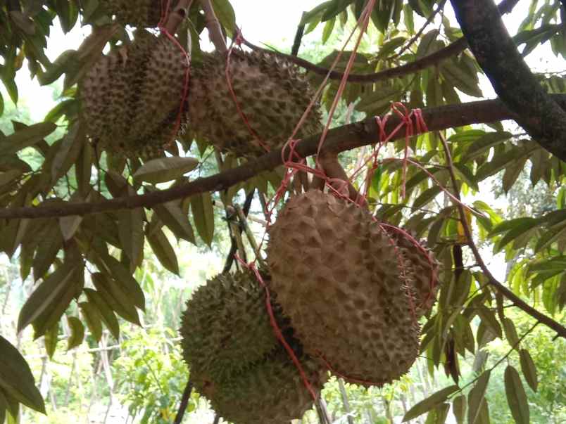 kebun durian produktif jalan cagak subang