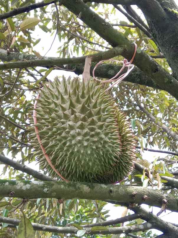 kebun durian produktif jalan cagak subang