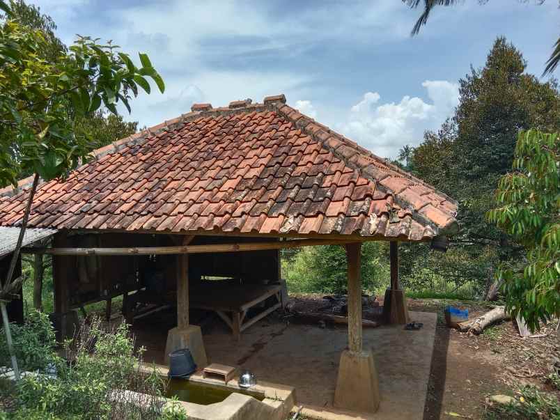 kebun durian produktif jalan cagak subang