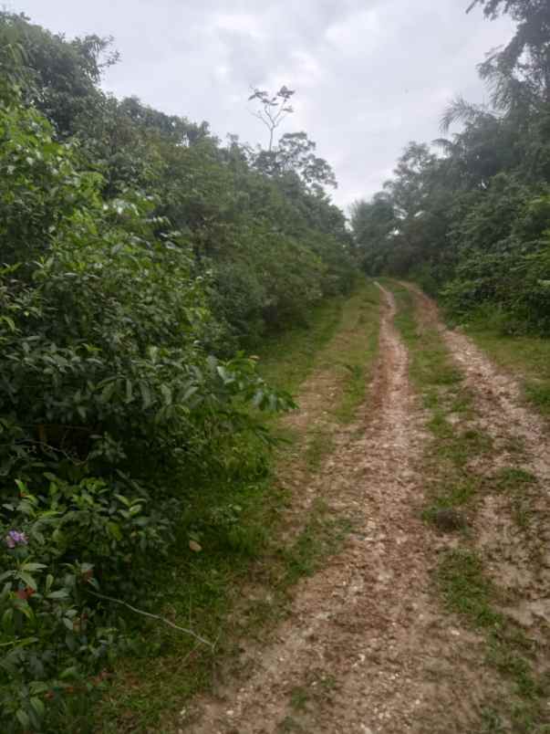 kebun sawit dan potensi sumur pengeboran minyak bumi