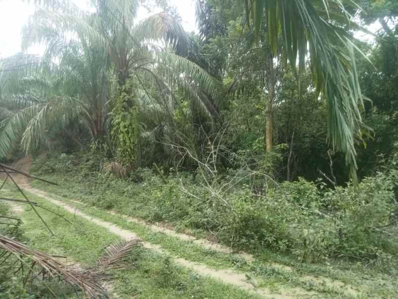 kebun sawit dan potensi sumur pengeboran minyak bumi