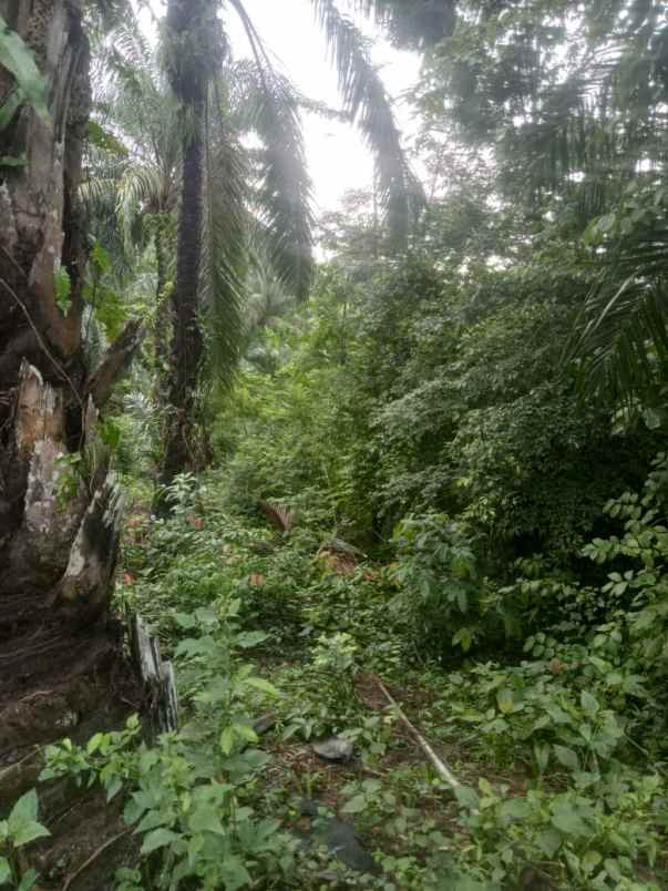 kebun sawit dan potensi sumur pengeboran minyak bumi