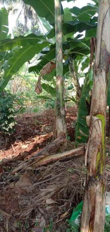 murah dijual tanah di pamulang