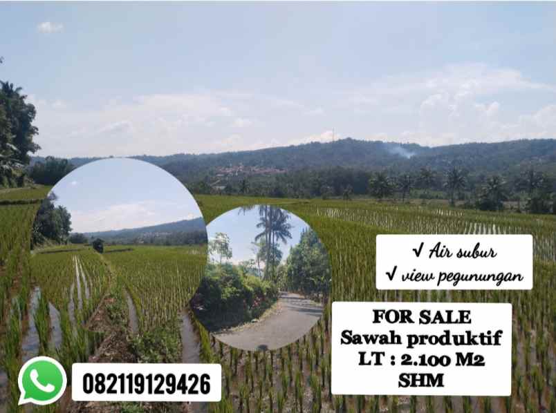 sawah produktif view bagus subang jawa barat
