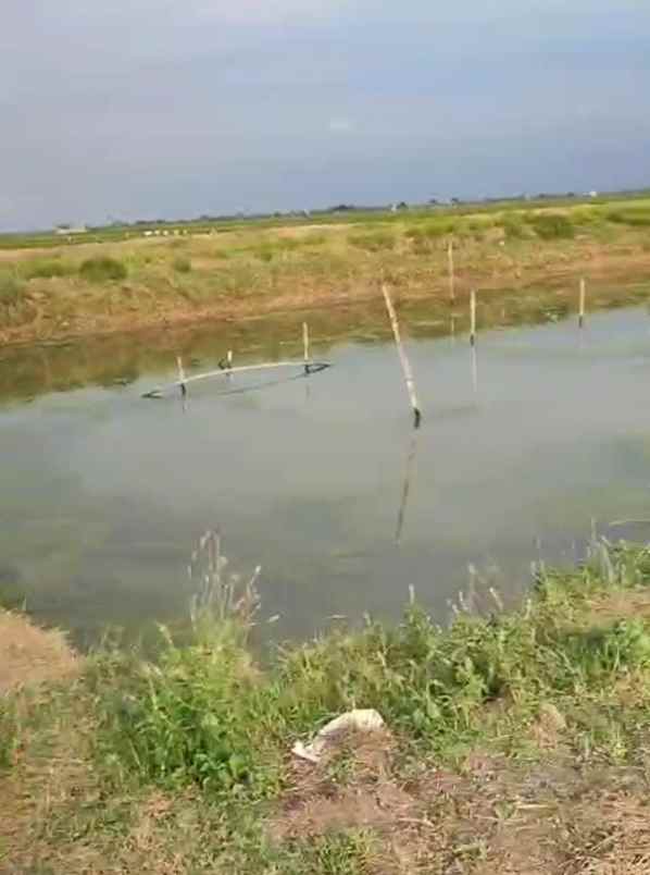 tambak strategis dekat jalan pantura kiajaran kulon