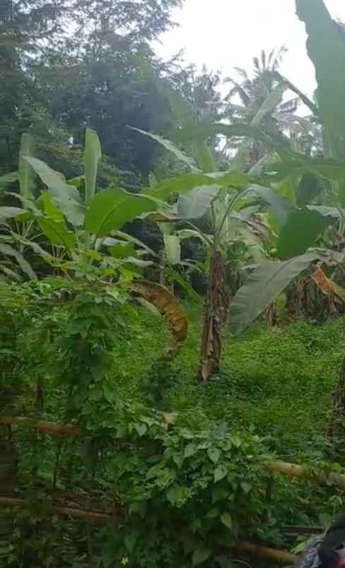 tanah bagus di areal ubud