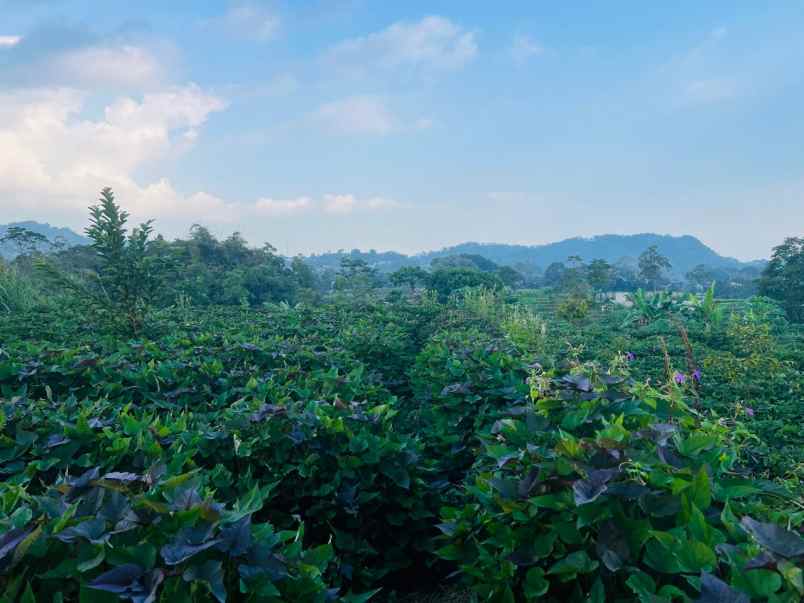 tanah datar 3436m2 timur pasar karangpandan