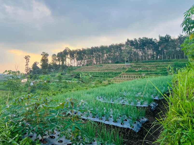 tanah datar 3436m2 timur pasar karangpandan