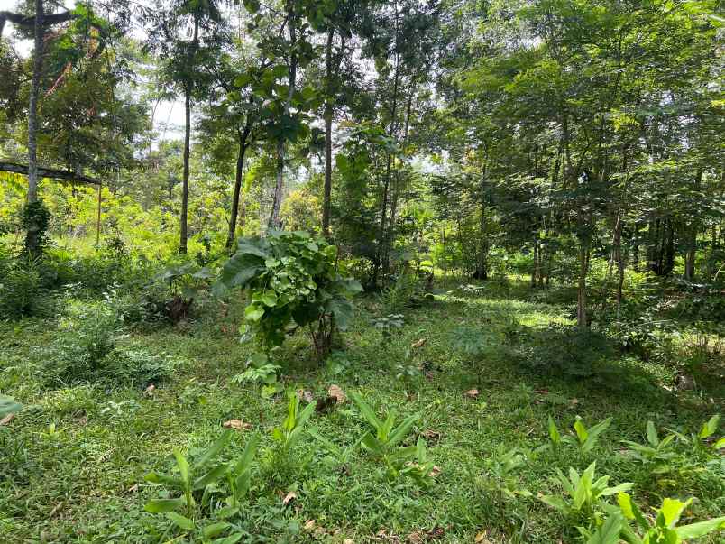 tanah datar 3600m udara sejuk karanganyar