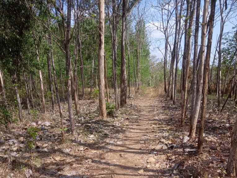 tanah datar 7000m bonus pohon jati siap panen sragen