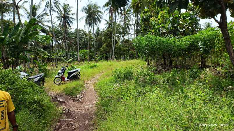 tanah di negeri sakti luas 2 5 hektar surat shm