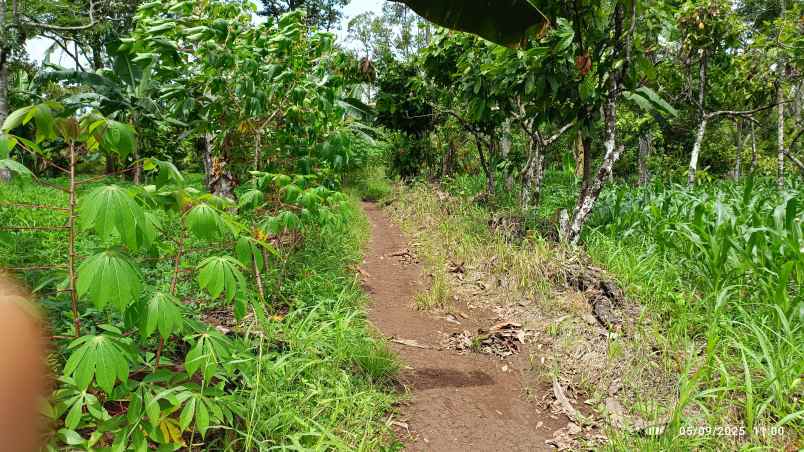 tanah di negeri sakti luas 2 5 hektar surat shm