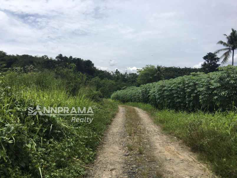 tanah kebun 3hektar di rancabungur bogor uun