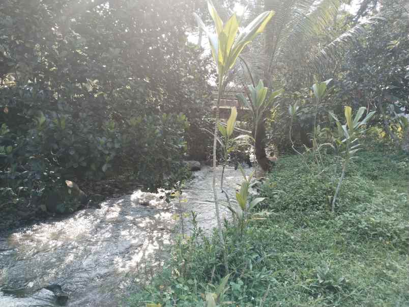 tanah kebun produktif dekat sungai sagalaherang subang