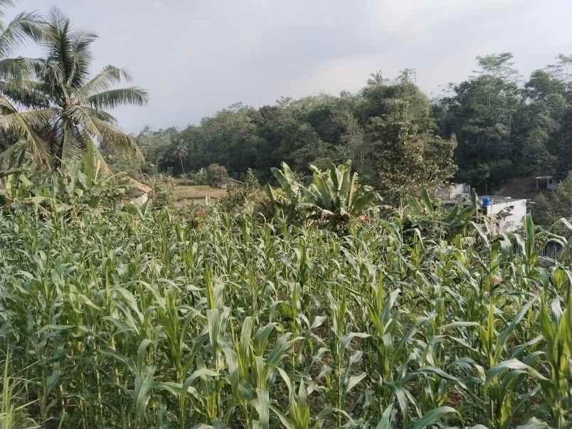 tanah kebun produktif dekat sungai sagalaherang subang
