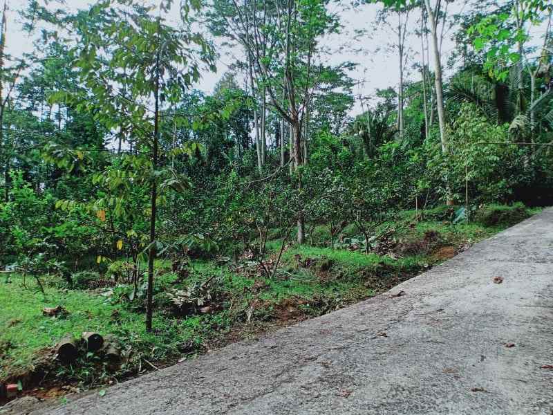 tanah kemuning ngargoyoso