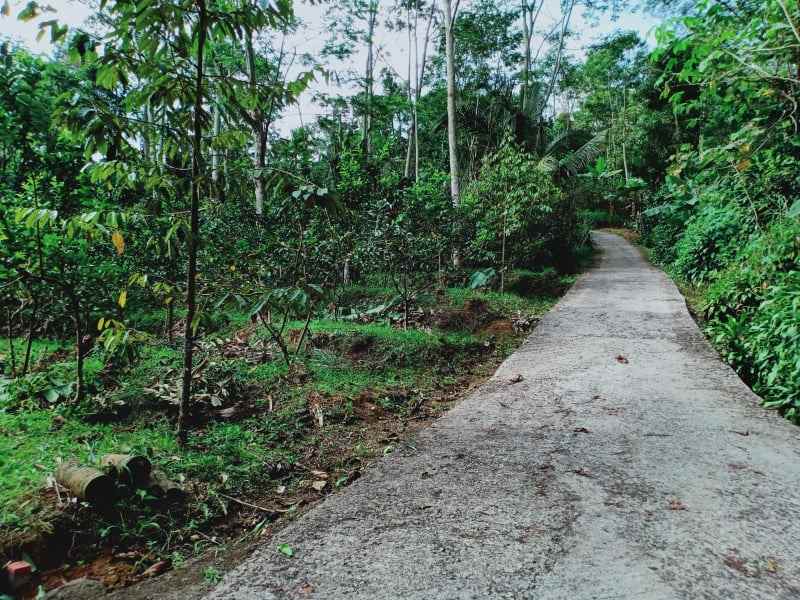 tanah kemuning ngargoyoso