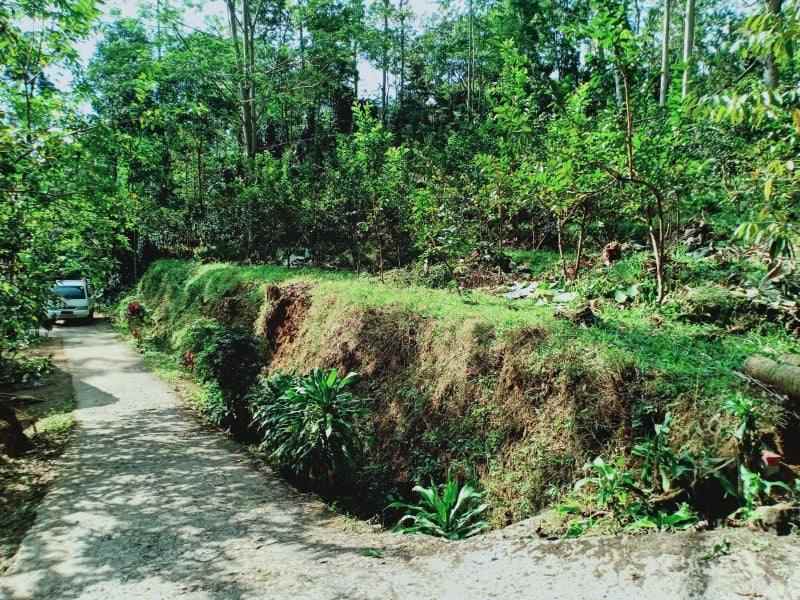 tanah kemuning ngargoyoso