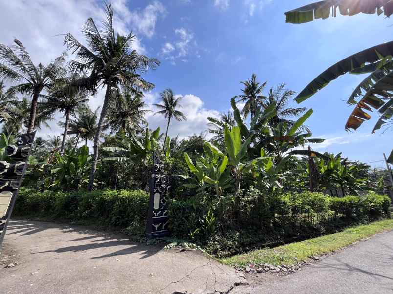 tanah murah dekat pantai lovina buleleng bali