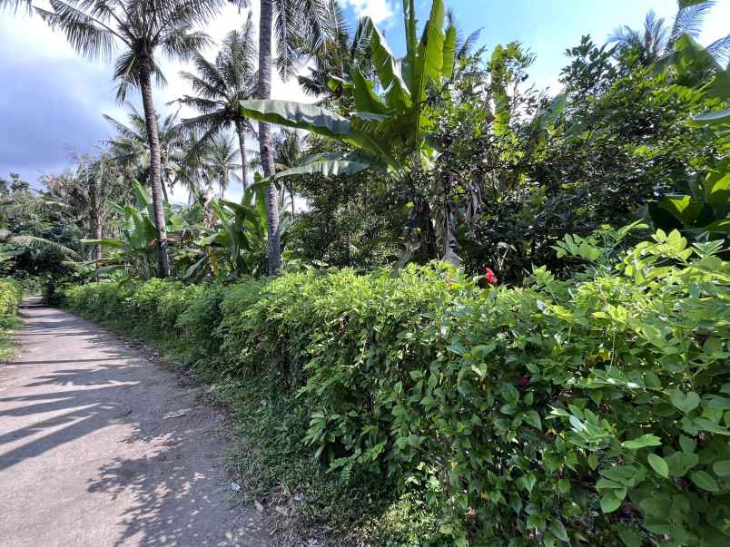 tanah murah dekat pantai lovina buleleng bali