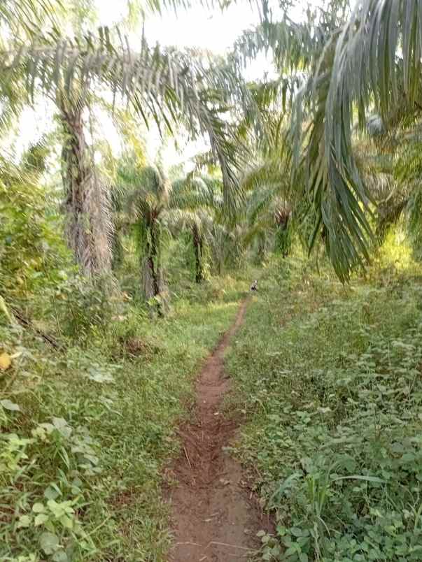 tanah murah nempel jl desa