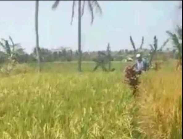 tanah sawah dijual di pancalang kab kuningan