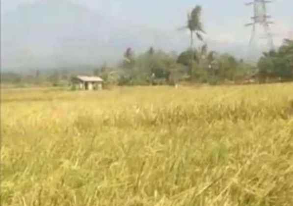 tanah sawah dijual di pancalang kab kuningan