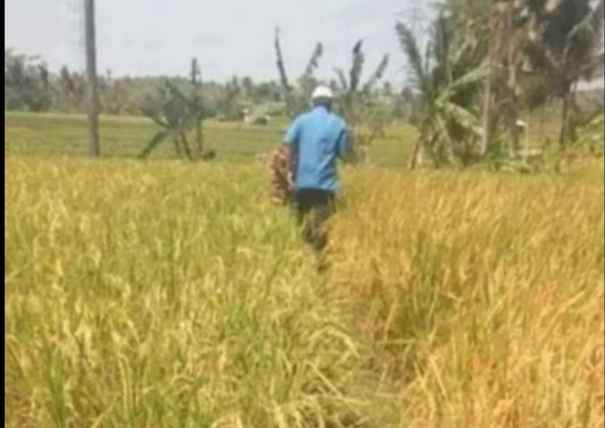 tanah sawah dijual di pancalang kab kuningan