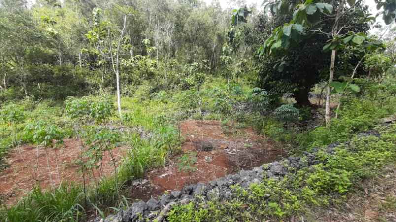 tanah tegalan murah di rongkop gunung kidul