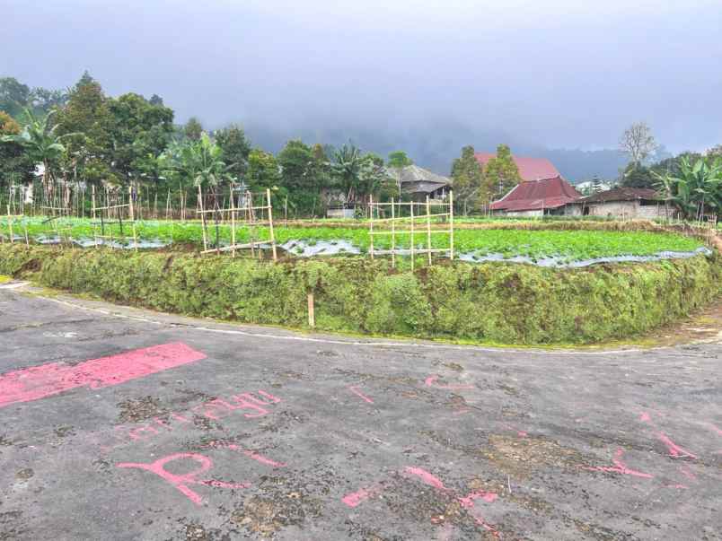 tanah view hutan pinus kemuning ngargoyoso