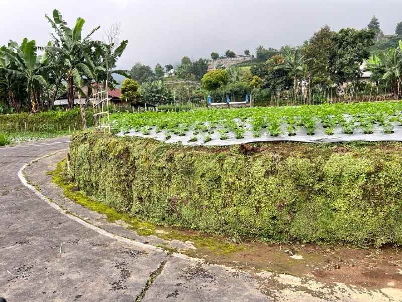 tanah view hutan pinus kemuning ngargoyoso