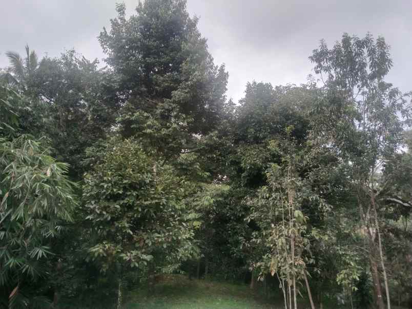 vila kebun produktif punya mata air ciater subang