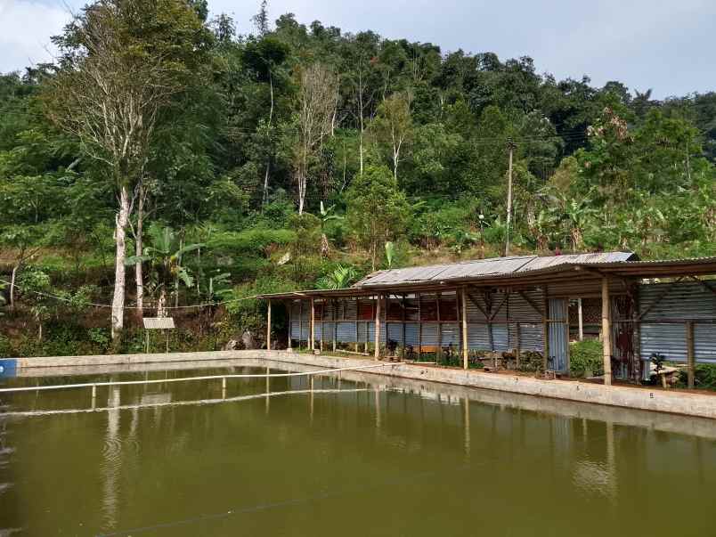 vila kolam ikan dekat sungai view bagus