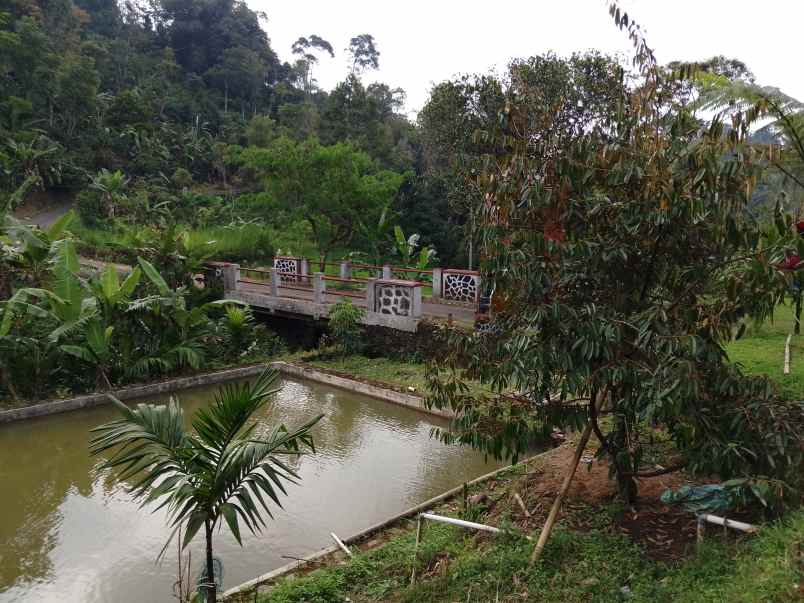 vila kolam ikan dekat sungai view bagus