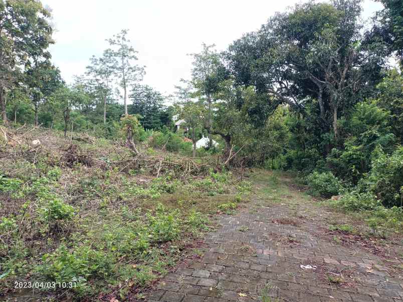 yellow zone land in belimbing sari pecatu for lease