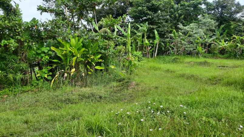 dijual sebidang tanah kosong di nyanyi tabanan bali