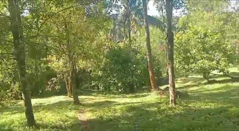 dijual tanah ds angkah kec selemadeg